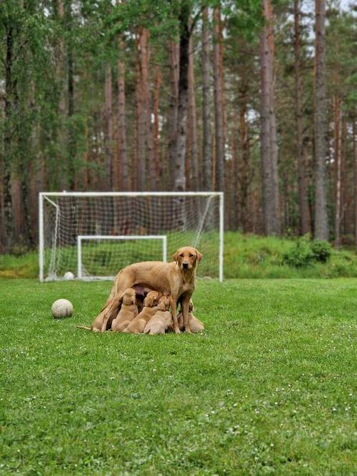 All pups are sold ✨️ for sale in Golspie, Highland - Image 1