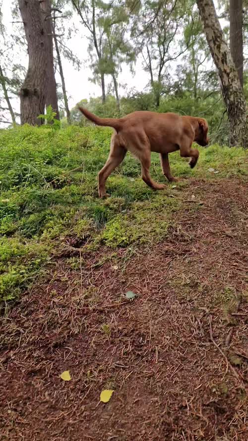 Farlary Labrador, FTCH Lines, KC registered, Fox red Working type puppies for sale in Golspie, Highland