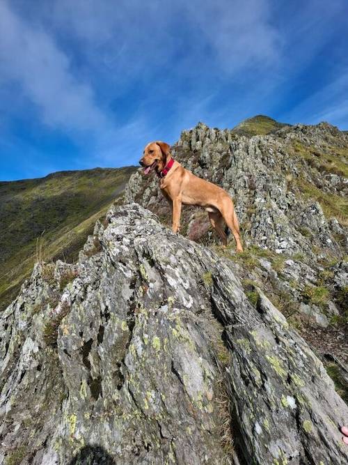 All pups are sold ✨️ for sale in Golspie, Highland - Image 8