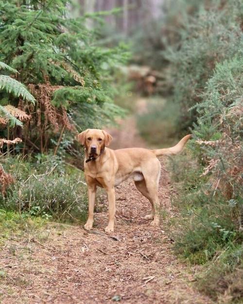 All pups are sold ✨️ for sale in Golspie, Highland - Image 11