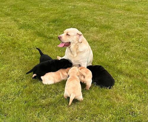 Pedigree Labrador Puppy Ready now for sale in Carnforth, Lancashire - Image 6