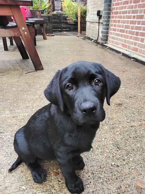 FEMALE KC REGISTERED LABRADOR PUPPY for sale in Maidstone kent