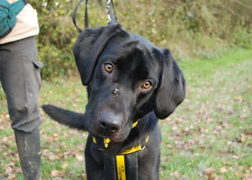 Fergus for sale in Newbury, Berks