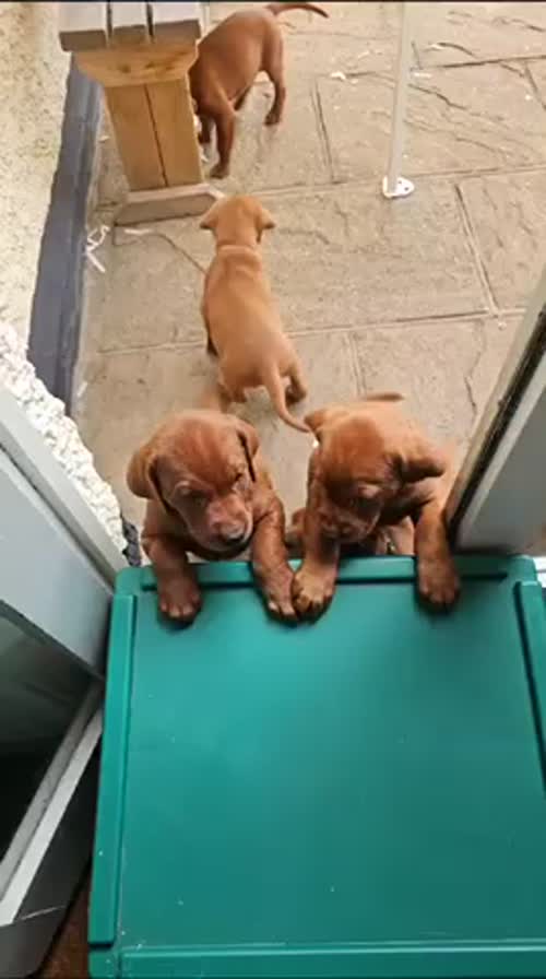 Last dog & 2 Bitches - Gorgeous Deep Fox Red Labs! FULLY HEALTH CHECKED AND KC REGISTERED for sale in Lincolnshire