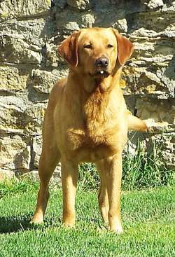 Field Trial Champion Sired KC Registered Extensively Health Tested Fox Red Puppies for sale in Shaftesbury, Dorset | Image 3