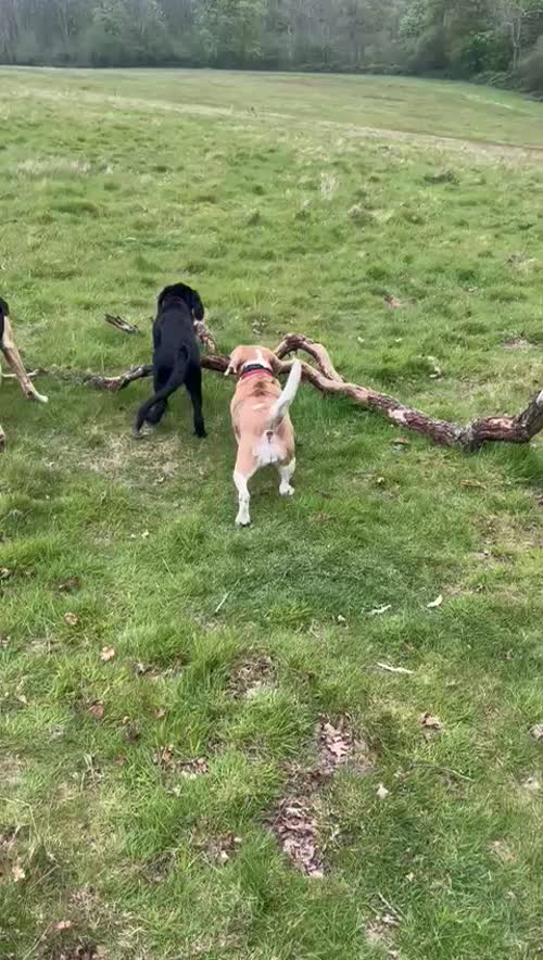 Flat coat retriever male age 19 weeks for sale in Haywards Heath, West Sussex