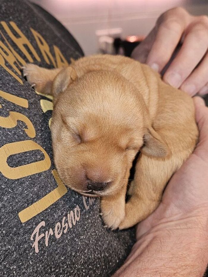 Labrador Retriever puppies for sale in Newark-on-Trent, Nottinghamshire – KC registered, 6 weeks old