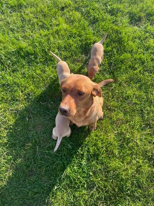 FOR SALE 2 x LABRADOR PUPPIES for sale in Bridgwater, Somerset