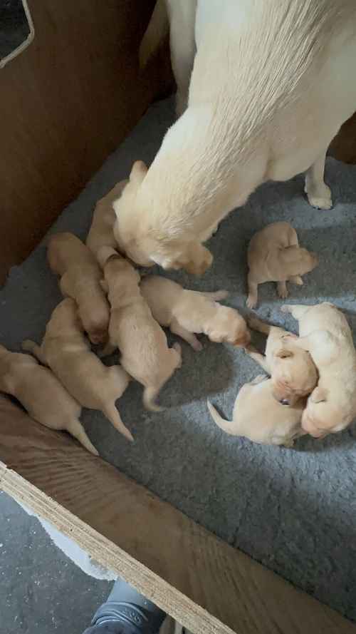 For sale Stunning Yellow pedigree KC reg labrador puppies for sale in York, North Yorkshire