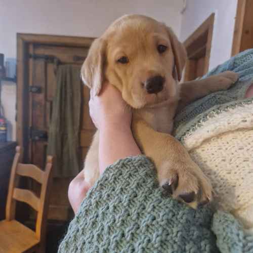 For sale Stunning Yellow pedigree KC reg labrador puppies for sale in York, North Yorkshire