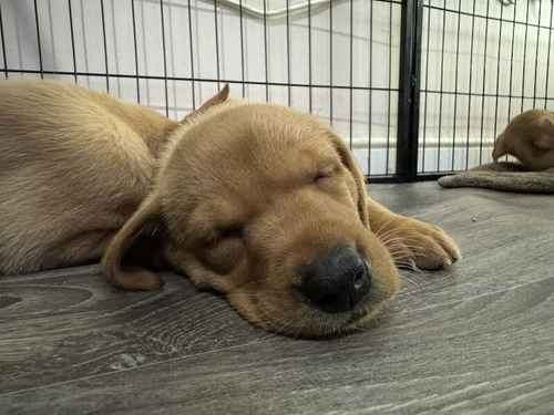 Fox Red and Yellow Labrador puppies 5 Boys 5 Girls for sale in Lancaster, Lancashire