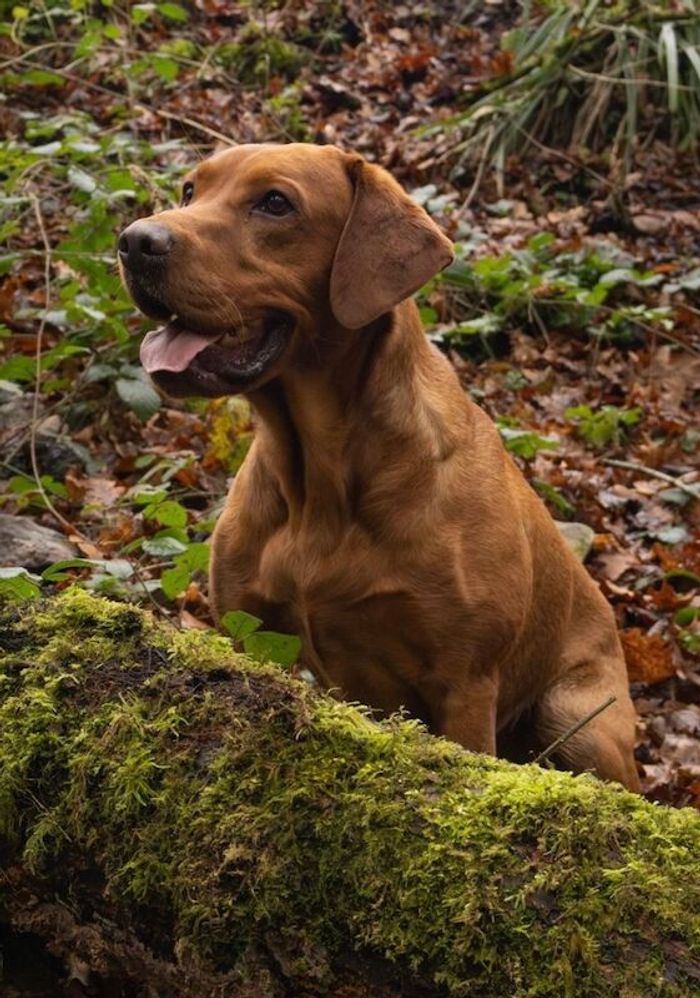 Labrador Retriever stud dog for stud in Radstock, Somerset – KC registered, 4 years old