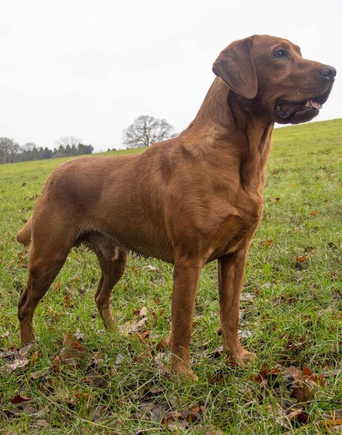 Labrador Retriever stud dog for stud in Radstock, Somerset – KC registered, 4 years old - Image 2 of 15