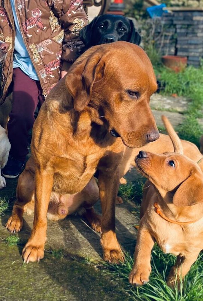 Labrador Retriever stud dog for stud in Radstock, Somerset – KC registered, 4 years old - Image 3 of 15