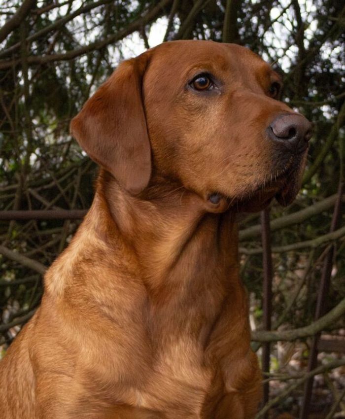 Labrador Retriever stud dog for stud in Radstock, Somerset – KC registered, 4 years old - Image 4 of 15
