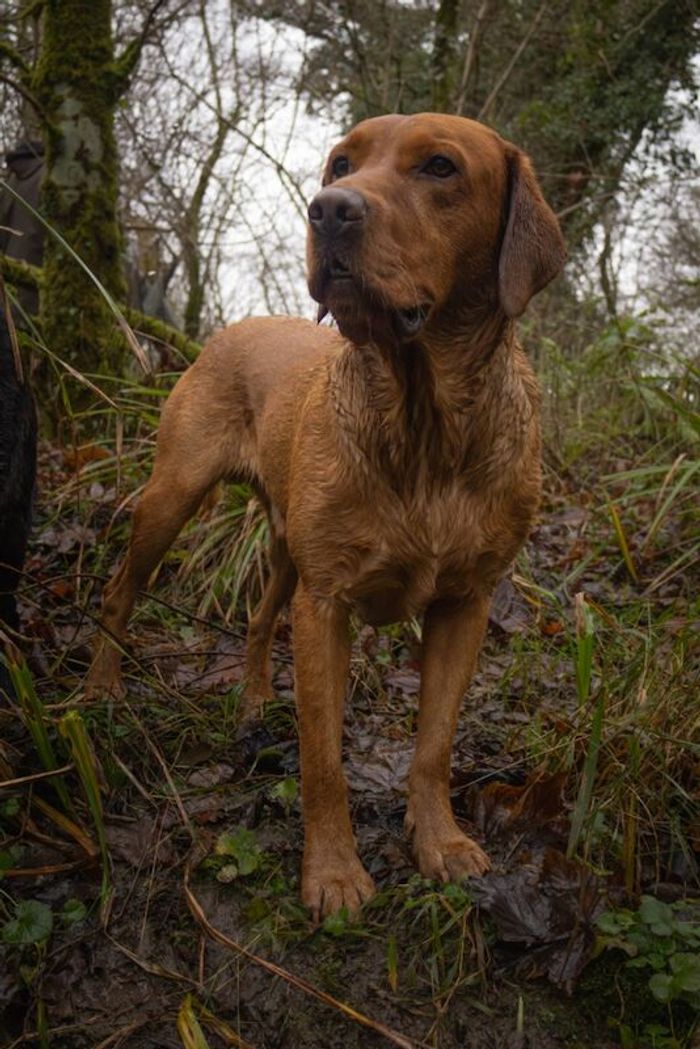 Labrador Retriever stud dog for stud in Radstock, Somerset – KC registered, 4 years old - Image 6 of 15