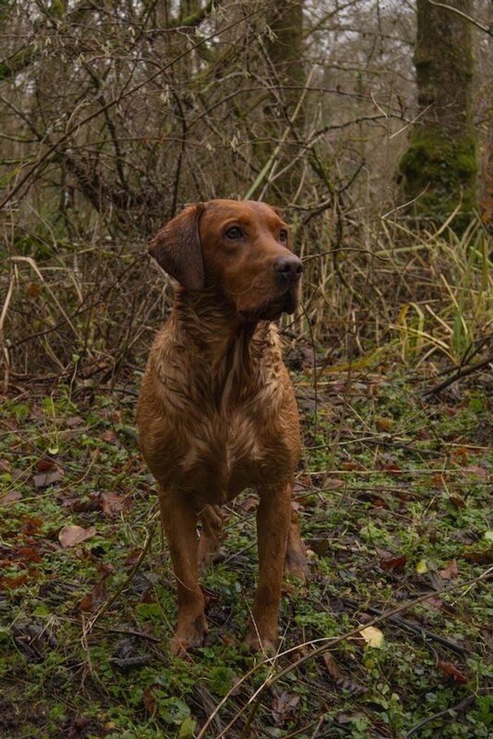 Labrador Retriever stud dog for stud in Radstock, Somerset – KC registered, 4 years old - Image 7 of 15