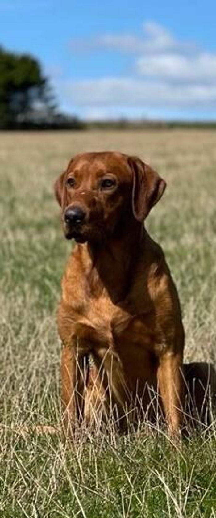 Labrador Retriever stud dog for stud in Radstock, Somerset – KC registered, 4 years old - Image 8 of 15