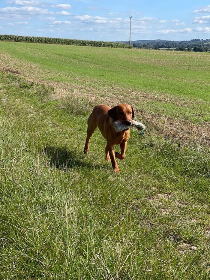 Labrador Retriever stud dog for stud in Radstock, Somerset – KC registered, 4 years old - Image 9 of 15