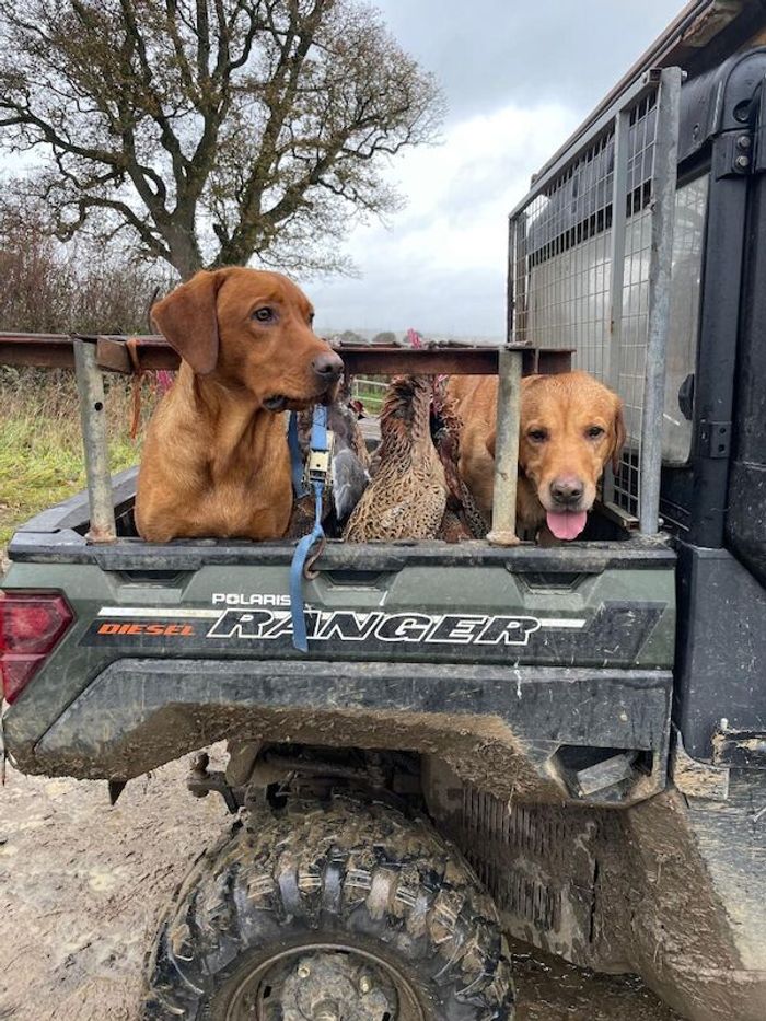 Labrador Retriever stud dog for stud in Radstock, Somerset – KC registered, 4 years old - Image 11 of 15