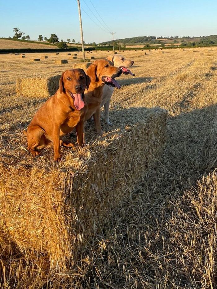 Labrador Retriever stud dog for stud in Radstock, Somerset – KC registered, 4 years old - Image 13 of 15