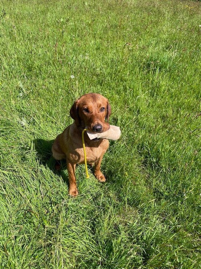 Labrador Retriever stud dog for stud in Radstock, Somerset – KC registered, 4 years old - Image 14 of 15