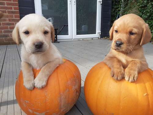 Fox red / Golden labrador puppies for sale in Atherton , Greater Manchester