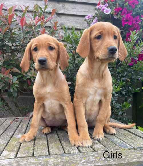 Fox Red/Golden Labrador Puppies Ready Now for sale in LE14 4ES