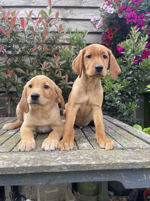 Fox Red/Golden Labrador Puppies Ready Now for sale in LE14 4ES - Image 2