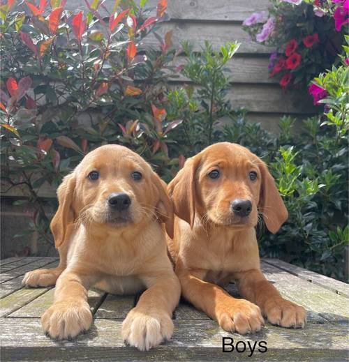 Fox Red/Golden Labrador Puppies Ready Now for sale in LE14 4ES - Image 3