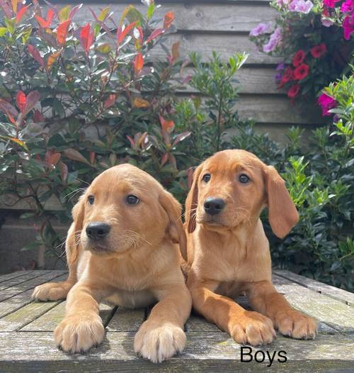 Fox Red/Golden Labrador Puppies Ready Now for sale in LE14 4ES - Image 4