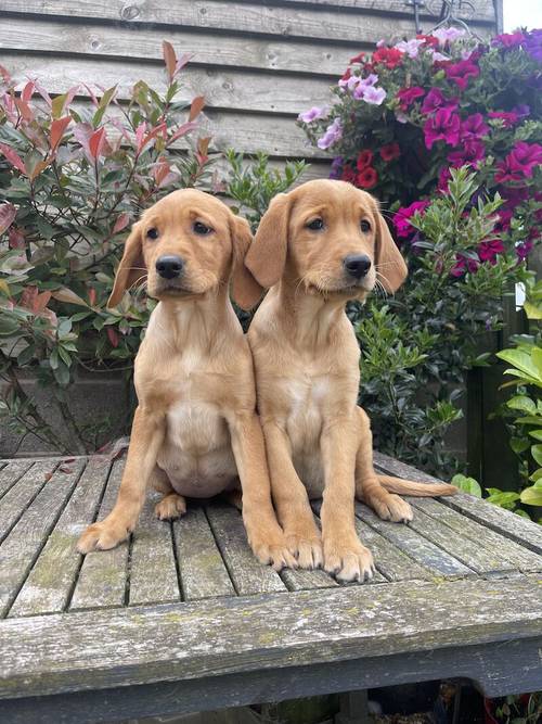 Fox Red/Golden Labrador Puppies Ready Now for sale in LE14 4ES - Image 5