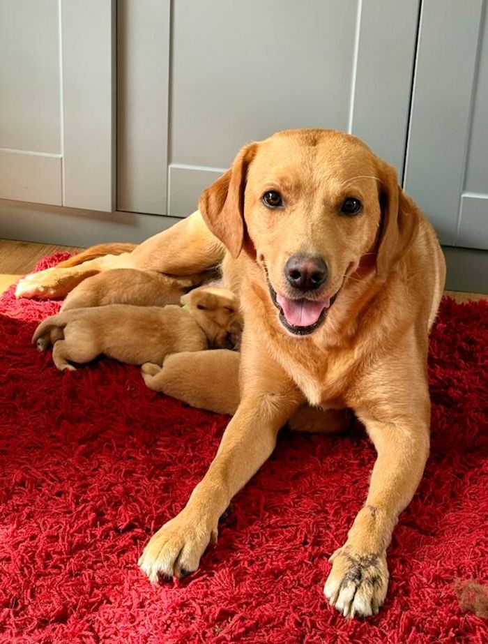 Labrador Retriever puppies for sale in Oakham, Rutland – KC registered, 5 weeks old