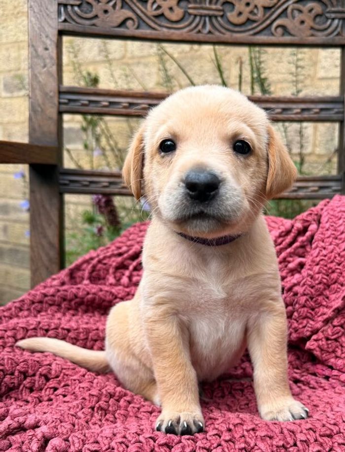 Labrador Retriever puppies for sale in Oakham, Rutland – KC registered, 5 weeks old - Image 2 of 4
