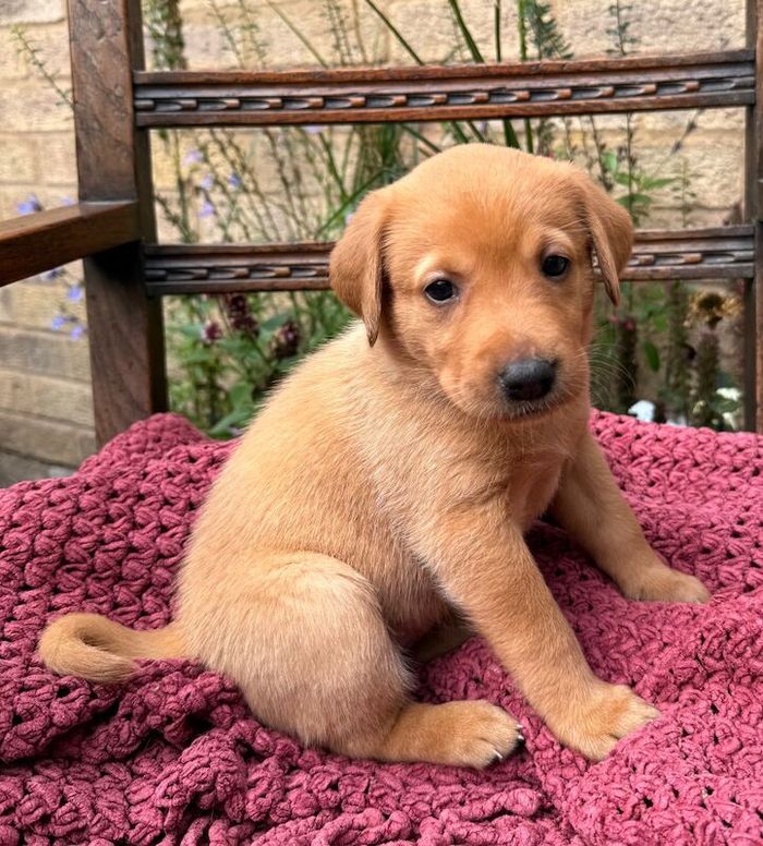 Labrador Retriever puppies for sale in Oakham, Rutland – KC registered, 5 weeks old - Image 3 of 4