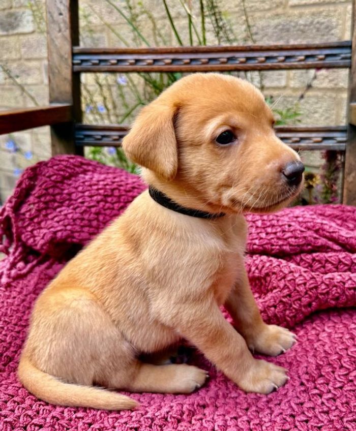 Labrador Retriever puppies for sale in Oakham, Rutland – KC registered, 5 weeks old - Image 4 of 4