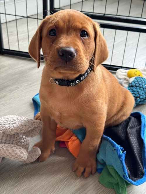 Fox Red KC Lovely Litter for sale in Goole, East Riding of Yorkshire