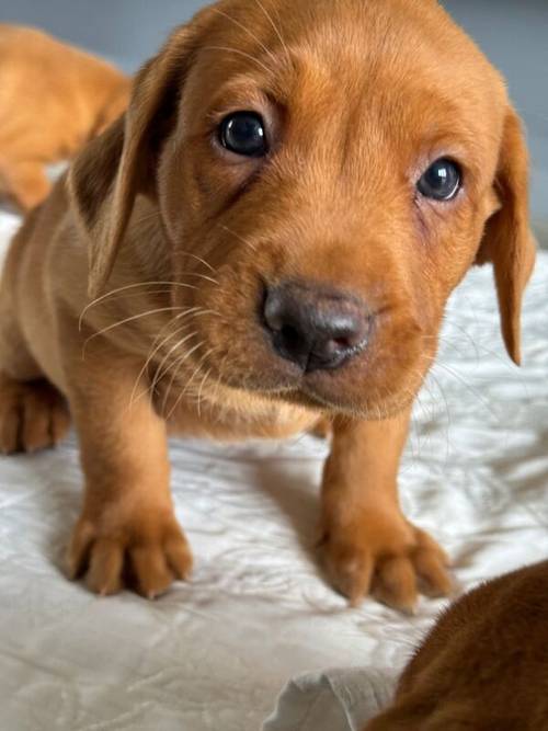 Fox Red KC Lovely Litter for sale in Goole, East Riding of Yorkshire - Image 3