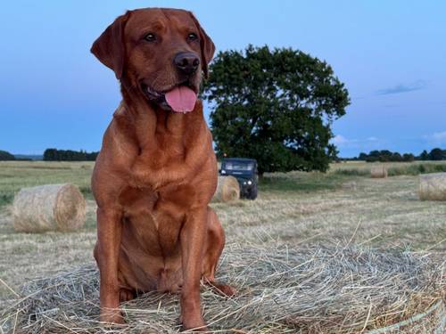 Fox Red KC Lovely Litter for sale in Goole, East Riding of Yorkshire - Image 4