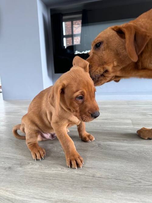 Fox Red KC Lovely Litter for sale in Goole, East Riding of Yorkshire - Image 7