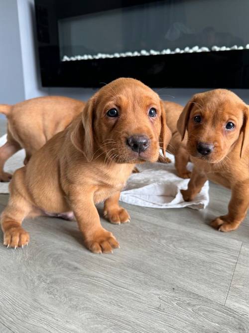 Fox Red KC Lovely Litter for sale in Goole, East Riding of Yorkshire - Image 8