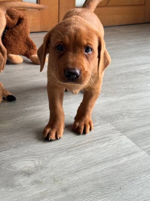 Fox Red KC Lovely Litter for sale in Goole, East Riding of Yorkshire - Image 11