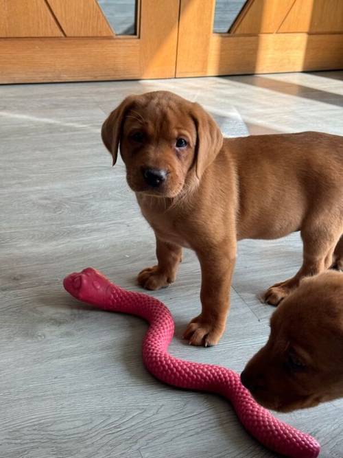 Fox Red KC Lovely Litter for sale in Goole, East Riding of Yorkshire - Image 12