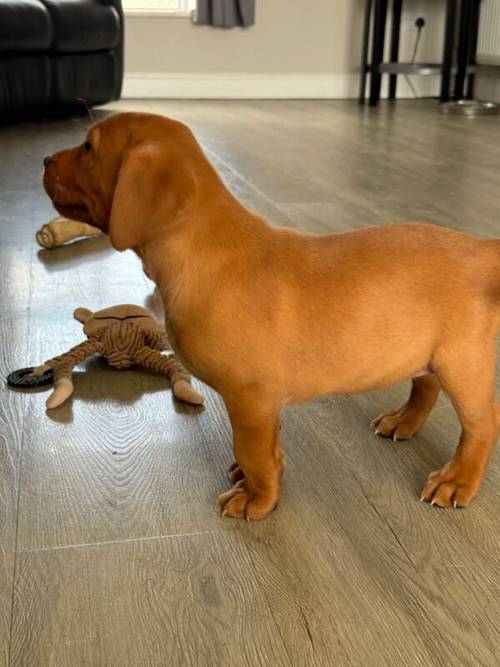 Fox Red KC Lovely Litter for sale in Goole, East Riding of Yorkshire - Image 13