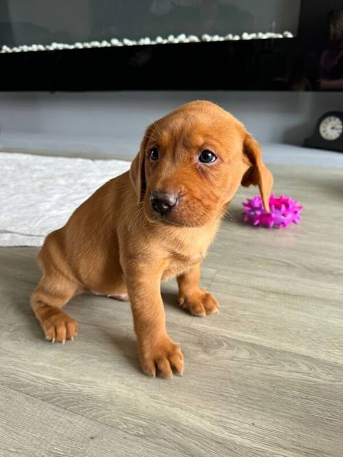 Fox Red KC Lovely Litter for sale in Goole, East Riding of Yorkshire - Image 14