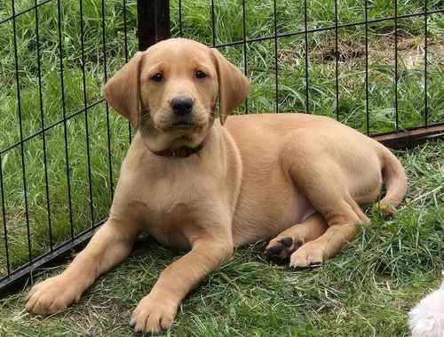 Fox Red KC registered labrador puppies for sale in Manchester, greater Manchester 