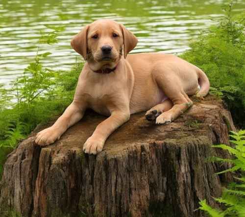 Fox Red KC registered labrador puppies for sale in Leigh, Greater Manchester