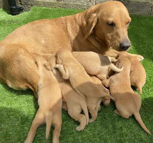 * FOX RED KC REGISTERED LABRADOR PUPPYS* for sale in Bradford, West Yorkshire