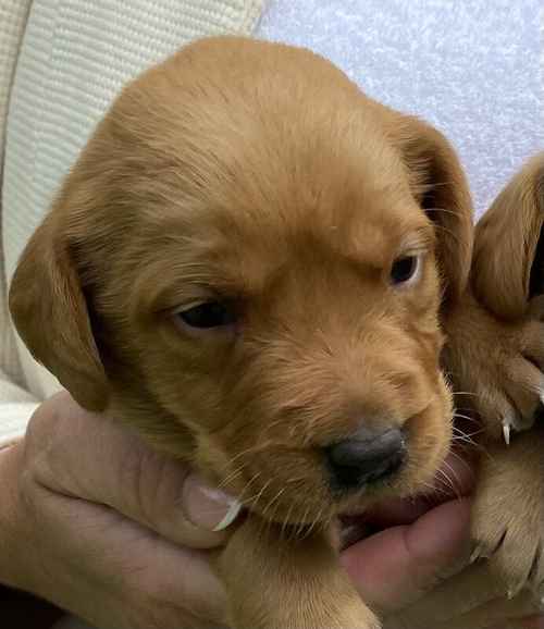 * FOX RED KC REGISTERED LABRADOR PUPPYS* for sale in Bradford, West Yorkshire