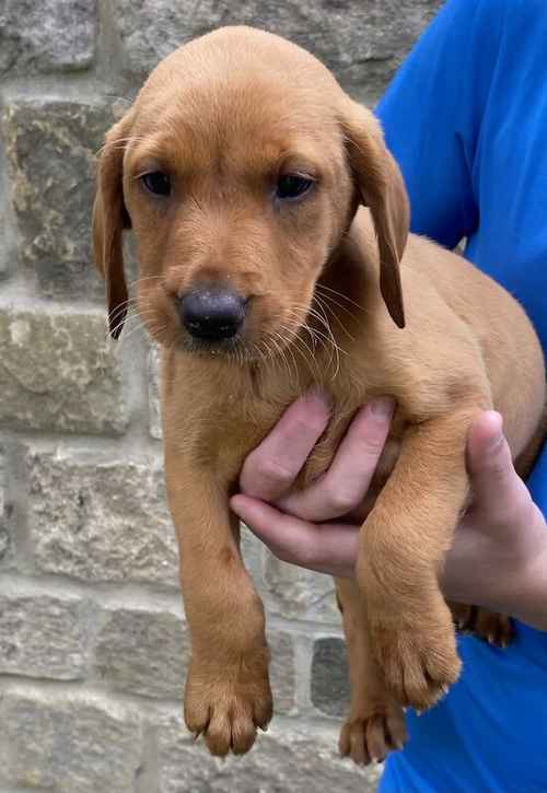 * FOX RED KC REGISTERED LABRADOR PUPPYS* for sale in Bradford, West Yorkshire